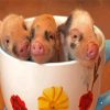 Teacup Pigs Diamond Painting