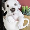 Teacup Puppy Diamond Painting