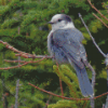 The Canada Jay Whiskey Jack Bird Diamond Painting