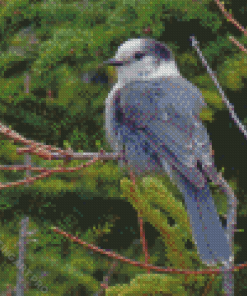 The Canada Jay Whiskey Jack Bird Diamond Painting