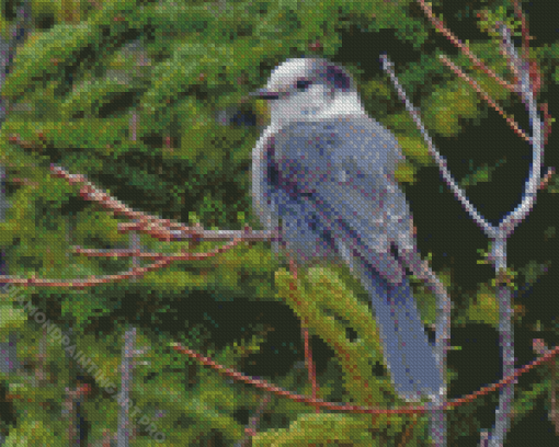 The Canada Jay Whiskey Jack Bird Diamond Painting