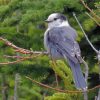 The Canada Jay Whiskey Jack Bird Diamond Painting