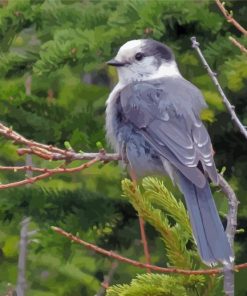 The Canada Jay Whiskey Jack Bird Diamond Painting