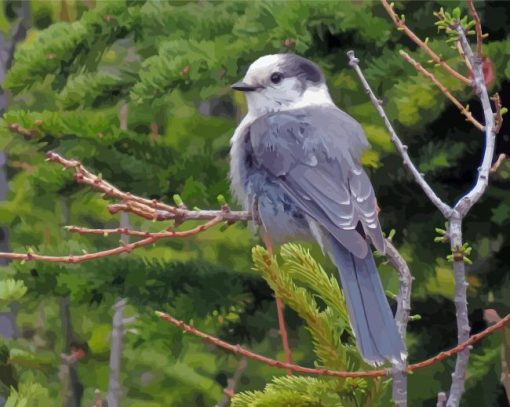 The Canada Jay Whiskey Jack Bird Diamond Painting