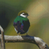 Violet Green Swallow Bird Diamond Painting