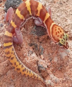 Western Desert Gecko Diamond Painting