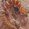 Western Desert Gecko Diamond Painting