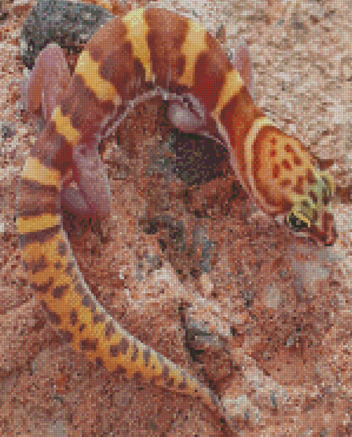 Western Desert Gecko Diamond Painting