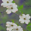 White Dogwoods Diamond Painting