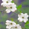 White Dogwoods Diamond Painting