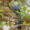 White Cheeked Turaco Diamond Painting