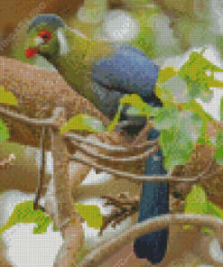 White Cheeked Turaco Diamond Painting