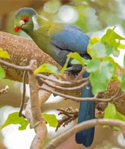 White Cheeked Turaco Diamond Painting