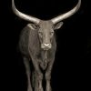 Wild Black And White Bull Diamond Painting