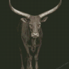 Wild Black And White Bull Diamond Painting