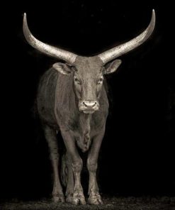 Wild Black And White Bull Diamond Painting