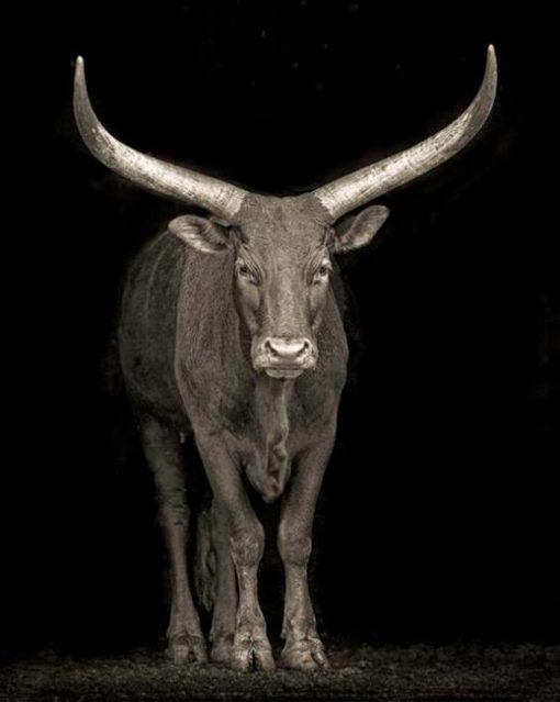 Wild Black And White Bull Diamond Painting