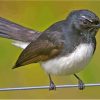 Willie Wagtail Diamond Painting