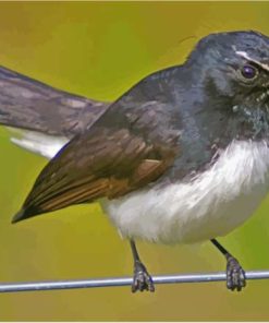 Willie Wagtail Diamond Painting