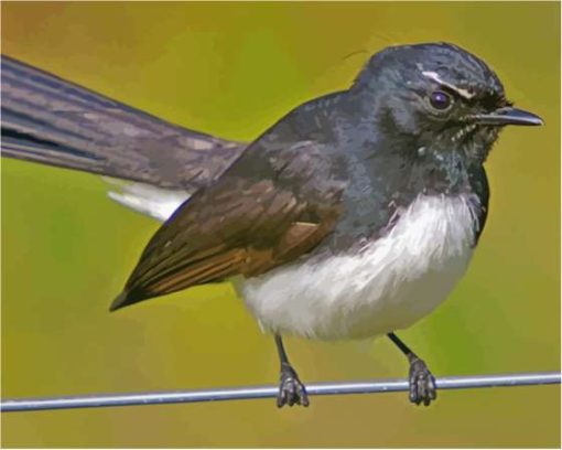 Willie Wagtail Diamond Painting