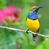 Yellow Sunbird On A Branch Diamond Painting