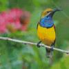 Yellow Sunbird On A Branch Diamond Painting