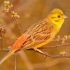 Yellowhammer Diamond Painting