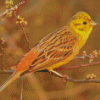 Yellowhammer Diamond Painting