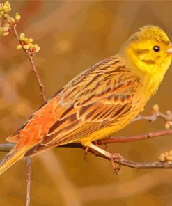 Yellowhammer Diamond Painting