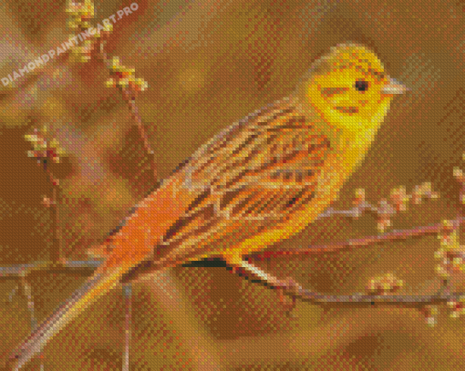 Yellowhammer Diamond Painting