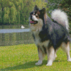 Adorable Finnish Lapphunds Diamond Painting