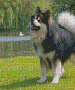 Adorable Finnish Lapphunds Diamond Painting