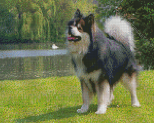 Adorable Finnish Lapphunds Diamond Painting