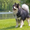 Adorable Finnish Lapphunds Diamond Painting