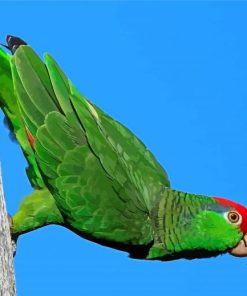 Aesthetic Amazon Parrot Diamond Painting