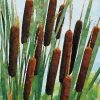 Aesthetic Cattails Diamond Painting