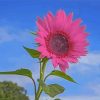 Aesthetic Pink Sunflower Diamond Painting