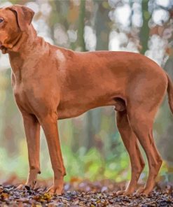 Aesthetic Rhodesian Ridgeback Diamond Painting