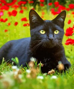 Black Cat With Red Poppy Flowers Diamond Painting