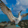 Blue Footed Boobie Diamond Painting