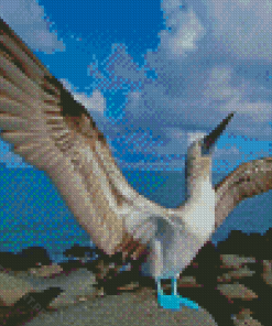 Blue Footed Boobie Diamond Painting