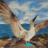 Blue Footed Boobie Bird Diamond Painting