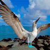 Blue Footed Boobie Diamond Painting