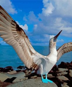 Blue Footed Boobie Diamond Painting