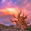 Bristlecone Pine Sunset Diamond Painting