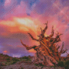 Bristlecone Pine Sunset Diamond Painting