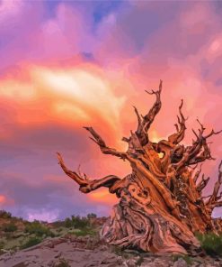 Bristlecone Pine Sunset Diamond Painting