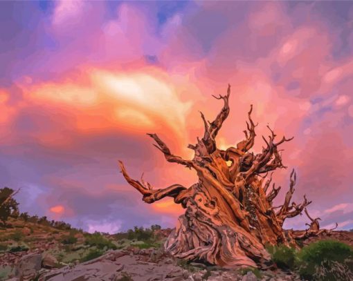 Bristlecone Pine Sunset Diamond Painting