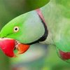 Close Up Alexandrine Parakeet Diamond Painting