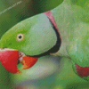 Close Up Alexandrine Parakeet Diamond Painting